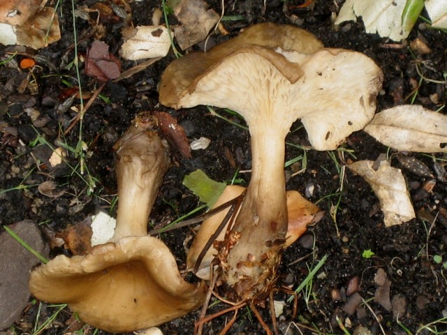 Clitocybe clavipes (Pers.:Fr.)Kummer