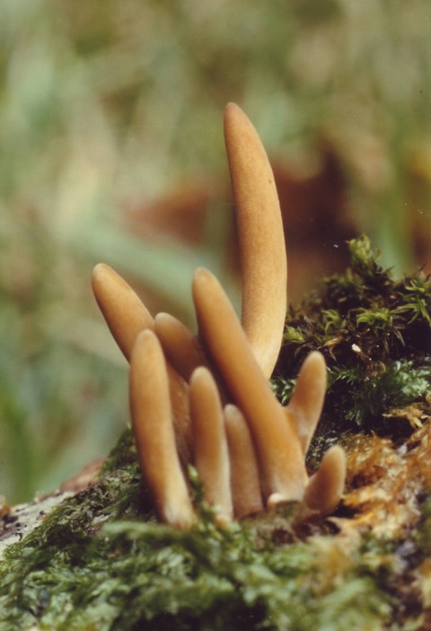 Macrotyphula fistulosa (Holmskjold:Fr.)Petersen