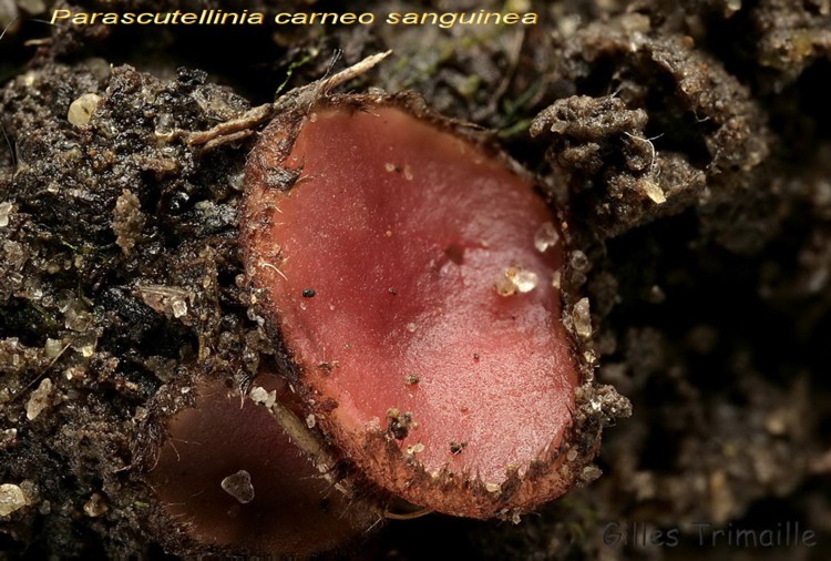 Parascutellinia carneosanguinea fo. violacea (Velenovsky)Benkert