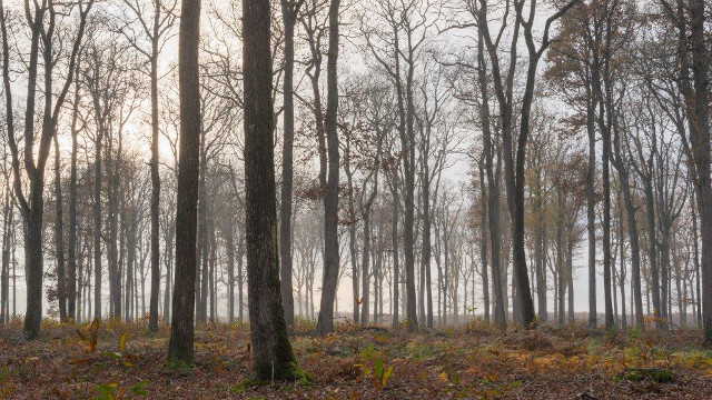 Sortie mycologique : Dimanche 30 novembre 2014 – Forêt de Saint-Sauvant (86)