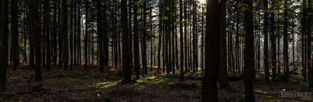 Sortie mycologique Forêt de Vouillé St-Hilaire à Quinçay (86) – Dimanche 6 décembre 2015