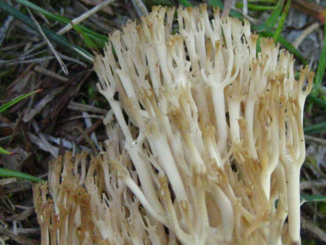 Artomyces pyxidatus (Pers.:Fr.)Jülich