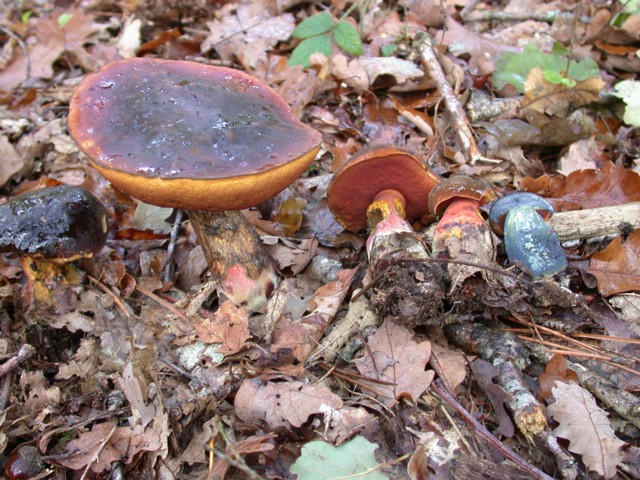 Boletus erythropus Pers., ss Fr., non ss Pers.