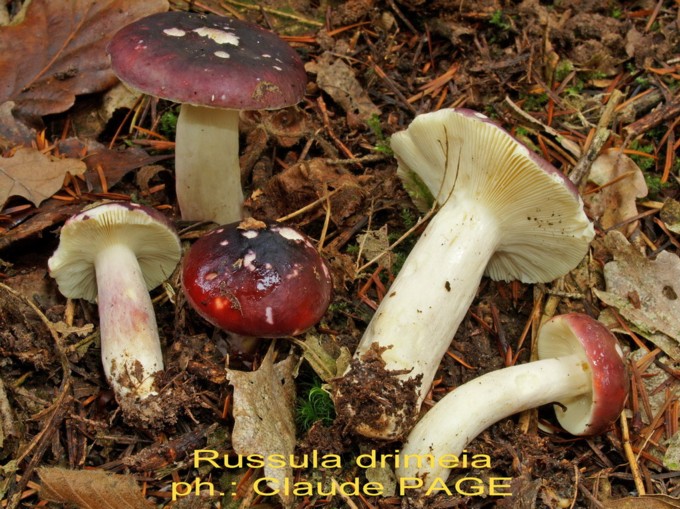 Russula drimeia Cooke