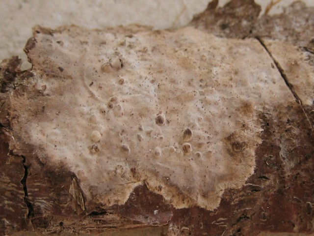 Peniophora rufomarginata (Pers.)Litschauer