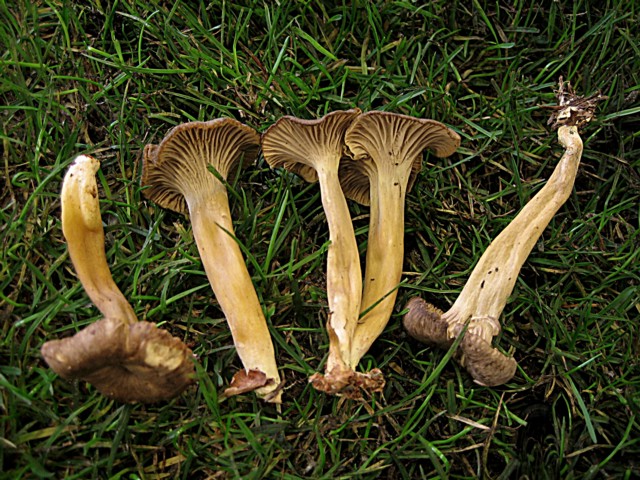 Cantharellus tubiformis Fr.:Fr., ss Cooke, non ss Fr.