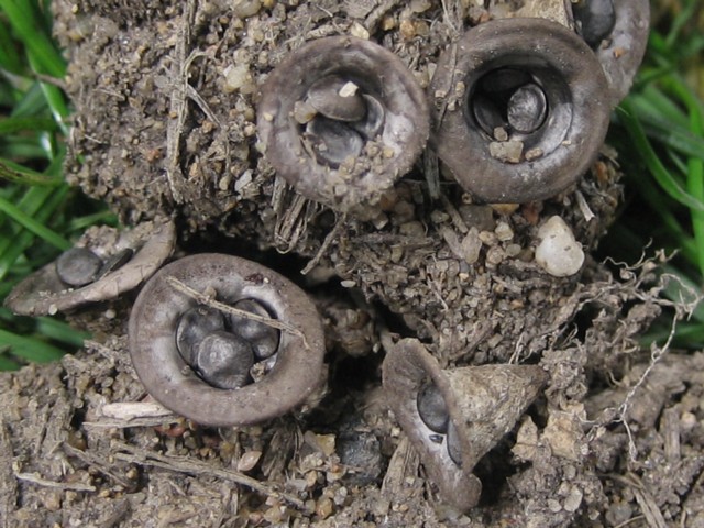 Cyathus olla (Batsch:Pers.)Pers.