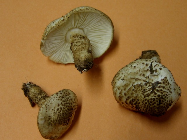 Echinoderma carinii (Bresadola)Bon