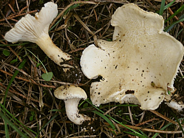 Leucopaxillus cutefractus (Noordeloos)