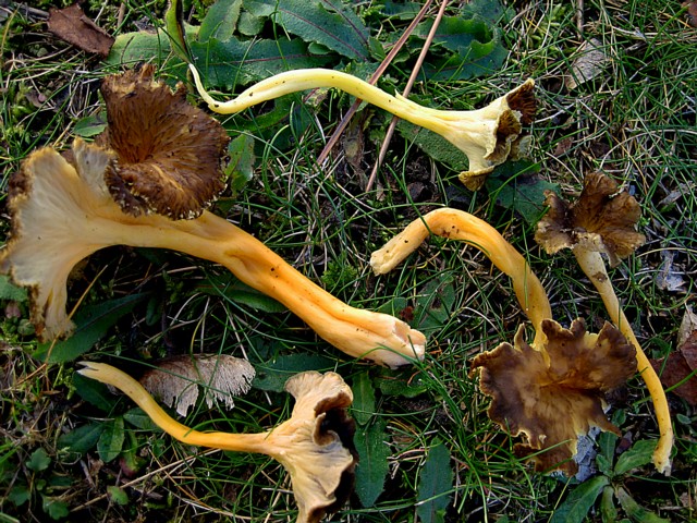 Cantharellus lutescens (Pers.:Fr.)Fr., ss Fr.