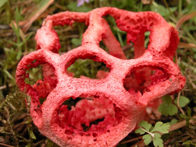 Clathrus ruber Pers.:Pers.