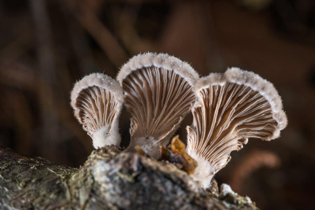 Sortie mycologique : Samedi 8 novembre 2014 – Forêt de Mareuil à Chauvigny (86)