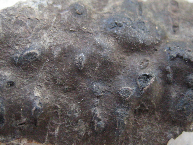 Camarops microspora (Karsten)Shear