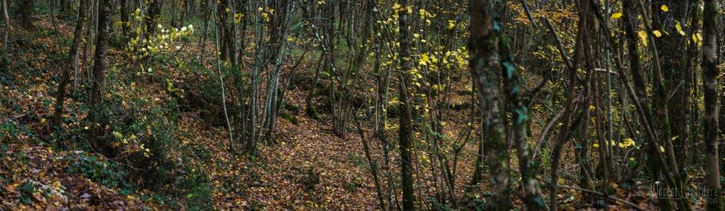 Sortie mycologique – Bois de Croutelle (86) – Samedi 19 novembre 2016