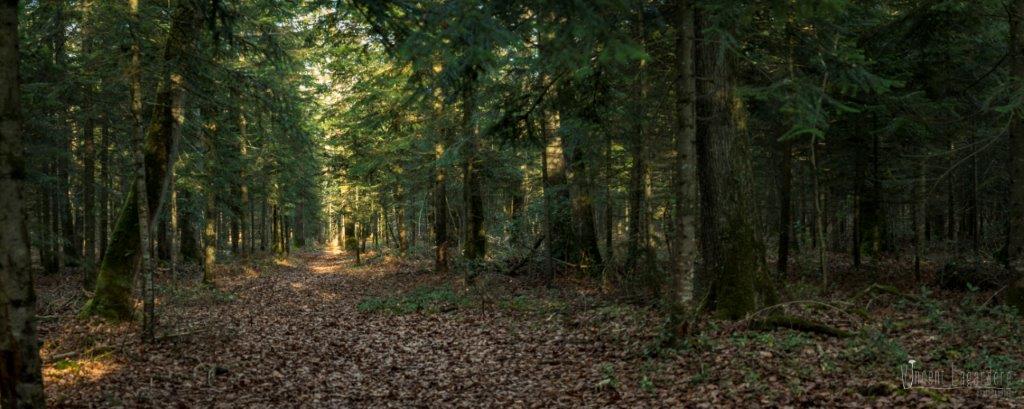 Sortie mycologique – Forêt de Saint-Sauvant (86) – Dimanche 4 décembre 2016